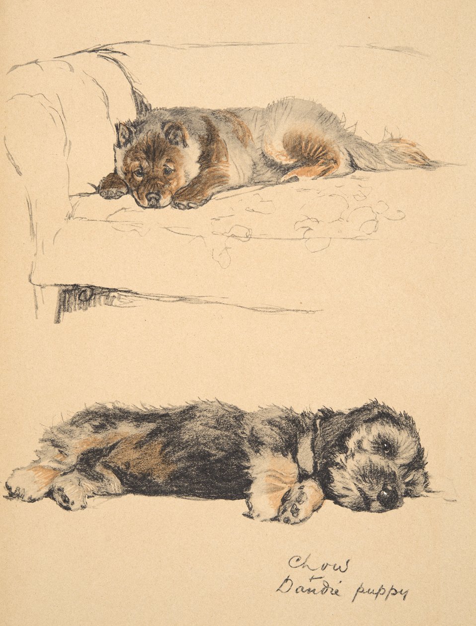 Chow ja Dandie Puppy, 1930, kuvituksia hänen luonnoskirjastaan käytetylle "Just among Friends" -julkaisulle, Aldin, Cecil Charles Windsor (1870-1935), julkaissut myöhemmin Eyre and Spottiswoode Limited, 1934, Chalk a tekijältä Cecil Charles Windsor Aldin