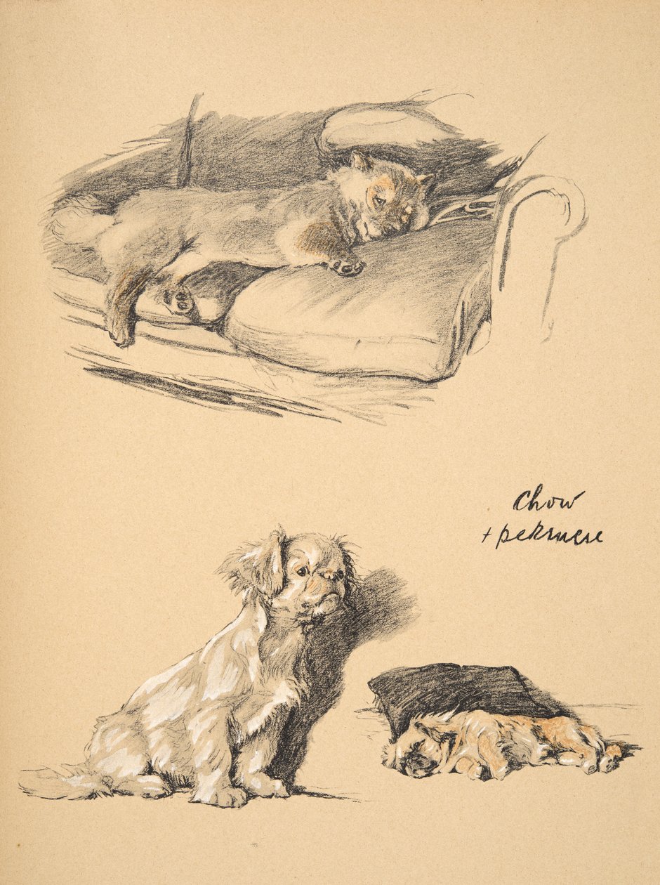 Chow ja Pekinese, 1930, Kuvituksia hänen luonnoskirjastaan, jota käytetään "Just among Friends", Aldin, Cecil Charles Windsor (1870-1935), myöhemmin julkaissut Eyre and Spottiswoode Limited, 1934, Chalk ja C tekijältä Cecil Charles Windsor Aldin