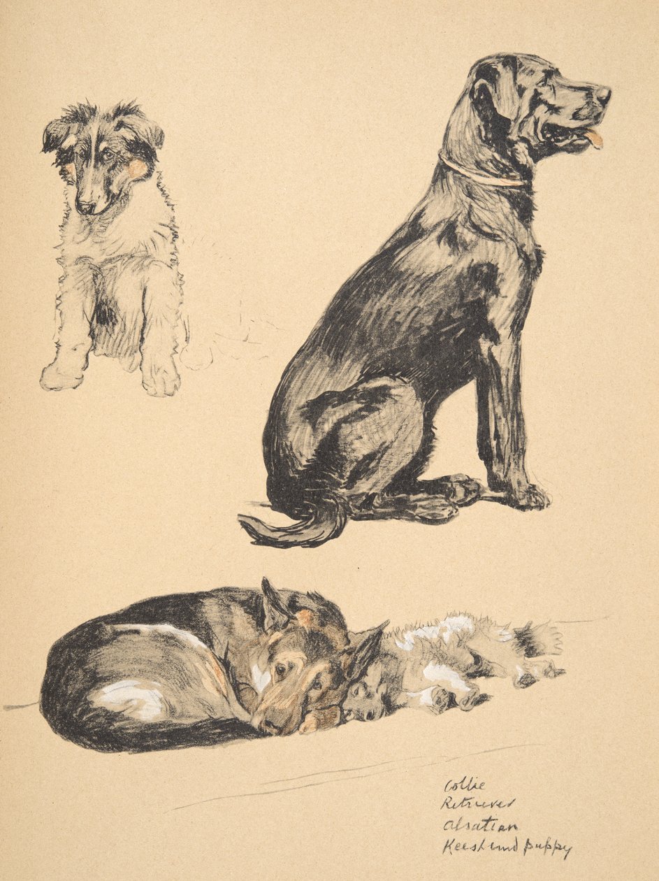 Collie,noutaja, Elsassin ja Keeshondin koiranpentu, 1930, Kuvituksia hänen luonnoskirjastaan, käytetty "Just among Friends", Aldin, Cecil Charles Windsor (1870-1935), myöhemmin julkaisijat Eyre ja Spottiswood tekijältä Cecil Charles Windsor Aldin