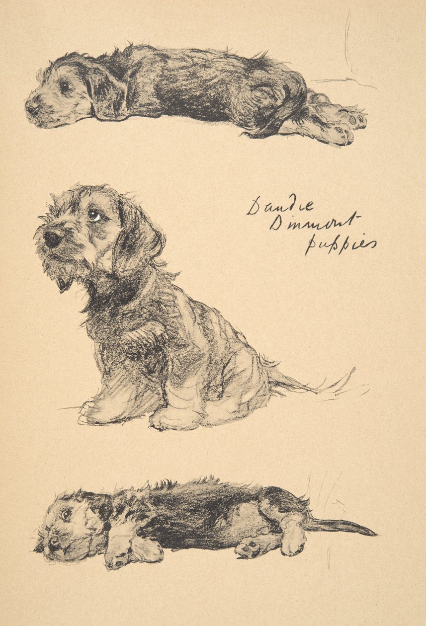 Dandie Dinmont Puppies, 1930, Kuvituksia hänen luonnoskirjastaan, jota käytettiin "Just among Friends", Aldin, Cecil Charles Windsor (1870-1935), myöhemmin julkaisijat Eyre and Spottiswoode Limited, 1934, Chalk tekijältä Cecil Charles Windsor Aldin