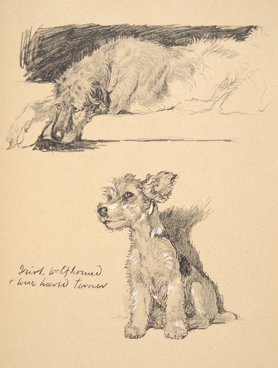 Irlanninsusikoira ja karvakarvaterrieri, 1930, piirroksia hänen luonnoskirjastaan, käytetty "Just among Friends", Aldin, Cecil Charles Windsor (1870-1935), myöhemmin julkaisijat Eyre ja Spottiswoode Limi tekijältä Cecil Charles Windsor Aldin