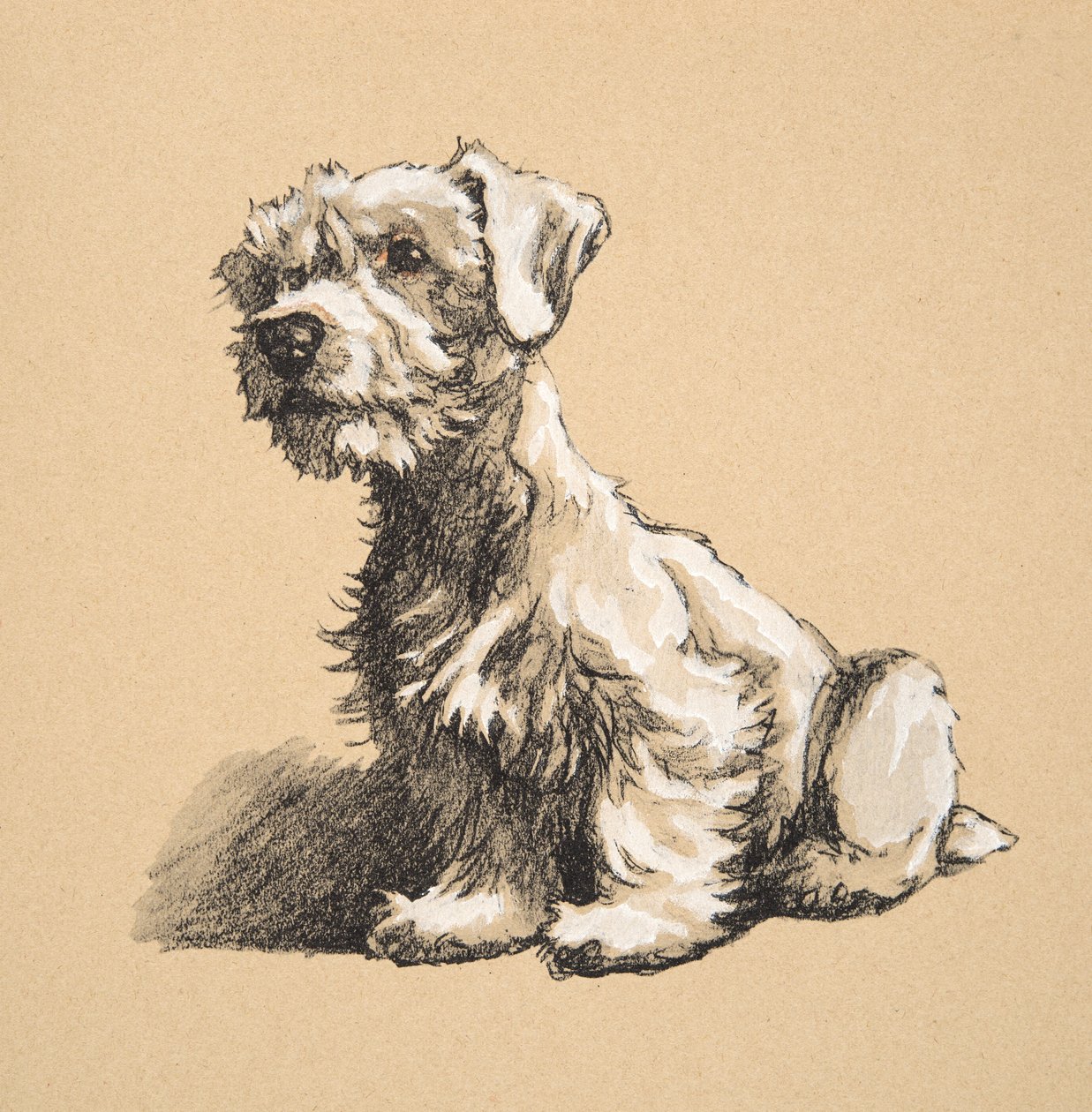 Sealyham, 1930, piirroksia hänen luonnoskirjastaan, käytetty "Just among Friends", Aldin, Cecil Charles Windsor (1870-1935), myöhemmin julkaissut Eyre and Spottiswoode Limited, 1934, Chalk and Charcoal o tekijältä Cecil Charles Windsor Aldin