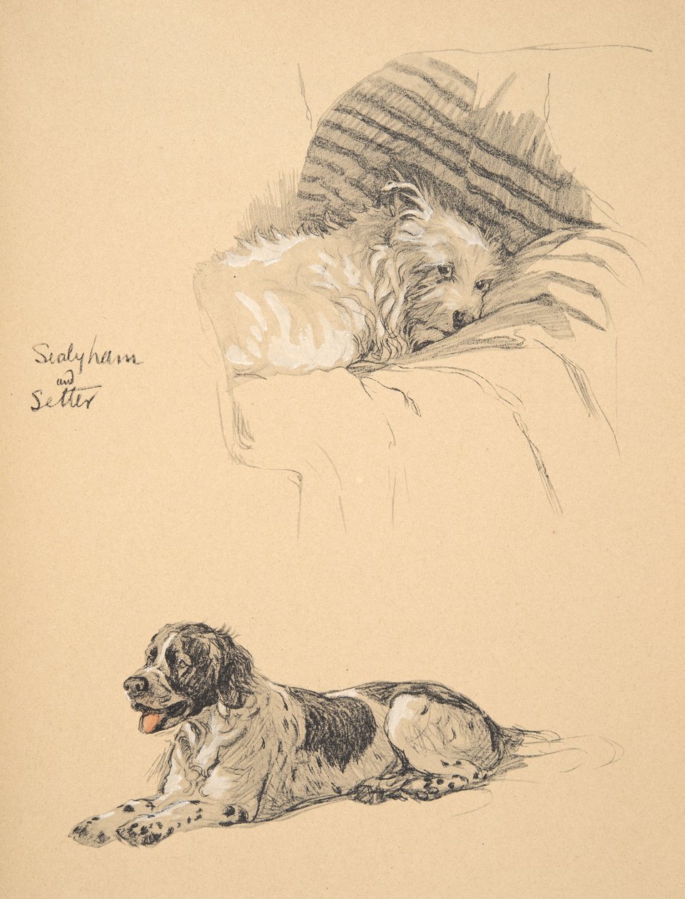 Sealyham ja setteri, 1930, kuvituksia hänen luonnoskirjastaan, jota käytetään "Just among Friends" -julkaisussa, Aldin, Cecil Charles Windsor (1870-1935), myöhemmin julkaissut Eyre and Spottiswoode Limited, 1934, Chalk ja tekijältä Cecil Charles Windsor Aldin