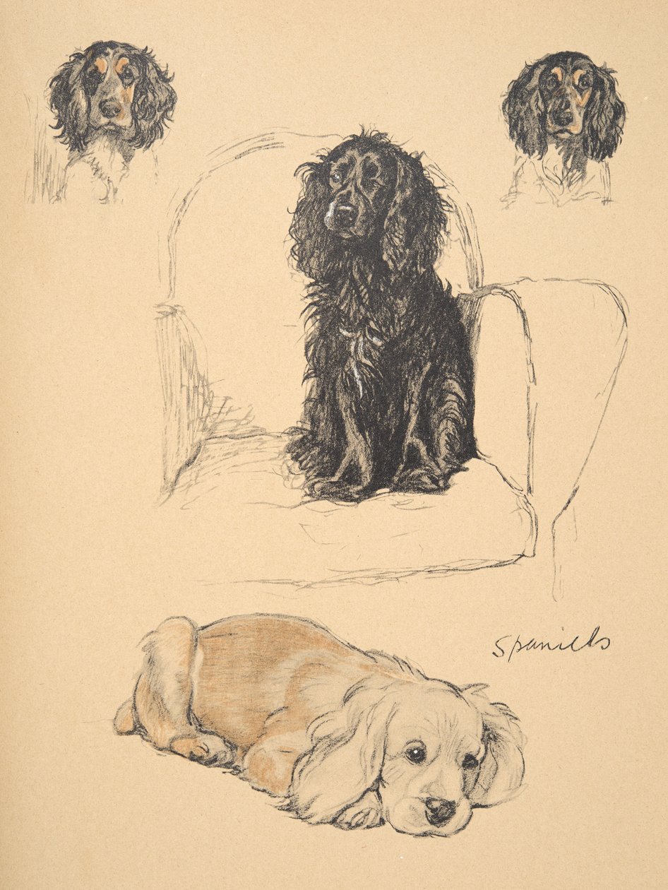 Spanielit, 1930, piirroksia hänen luonnoskirjastaan, käytetty "Just among Friends", Aldin, Cecil Charles Windsor (1870-1935), myöhemmin julkaissut Eyre and Spottiswoode Limited, 1934, Chalk and Charcoal o tekijältä Cecil Charles Windsor Aldin