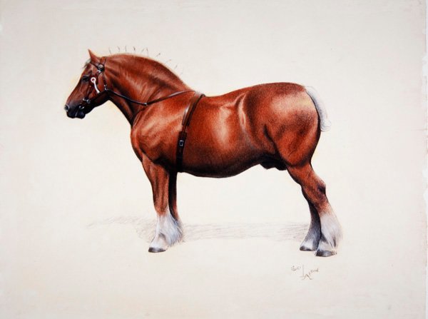 Mestari Suffolk Punch (pastelli paperille) tekijältä Cecil Charles Windsor Aldin