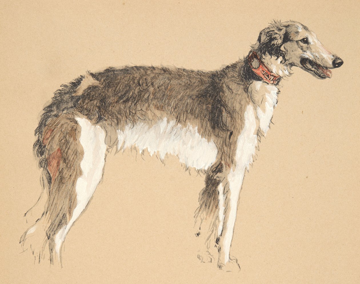 Borzoi, 1930, piirroksia hänen luonnoskirjastaan, jota käytettiin julkaisussa Just among Friends, myöhemmin julkaissut Eyre and Spottiswoode Limited, 1934 (liitu ja puuhiili paperilla) tekijältä Cecil Charles Windsor Aldin