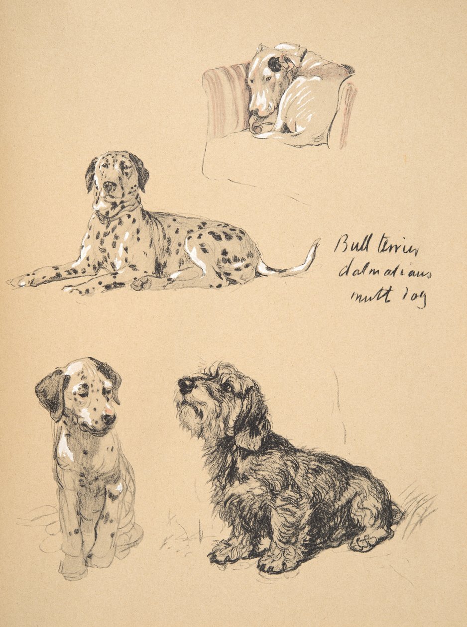 Bullterrieri, dalmatialaiset ja muttikoira, 1930, kuvituksia hänen luonnoskirjastaan, jota käytettiin julkaisussa Just among Friends, Aldin, Cecil Charles Windsor (1870-1935), myöhemmin julkaissut Eyre ja Spottiswoode Limited, tekijältä Cecil Charles Windsor Aldin