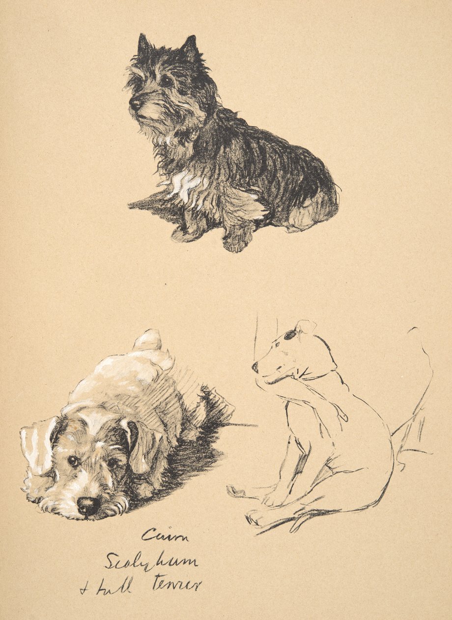 Cairn, Sealyham ja bullterrieri, 1930, Kuvituksia hänen luonnoskirjastaan, jota käytettiin julkaisussa Just among Friends, Aldin, Cecil Charles Windsor (1870-1935), myöhemmin julkaissut Eyre and Spottiswoode Limited, 1934 tekijältä Cecil Charles Windsor Aldin