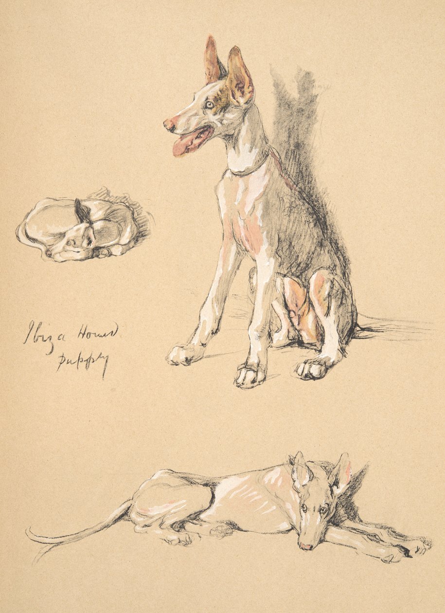 Ibiza Hound Puppy, 1930, piirroksia hänen luonnoskirjastaan, käytetty Just among Friends, Aldin, Cecil Charles Windsor (1870-1935), myöhemmin julkaissut Eyre and Spottiswoode Limited, 1934, Chalk ja Ch tekijältä Cecil Charles Windsor Aldin