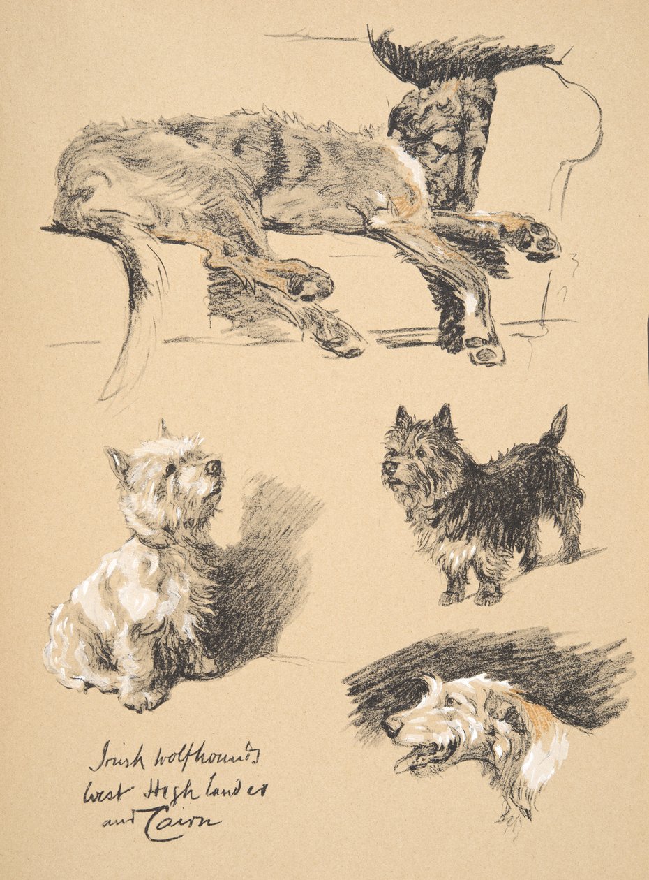 Irish Wolfhound, West Highlander and Cairn, 1930, kuvituksia hänen luonnoskirjastaan, jota käytettiin 