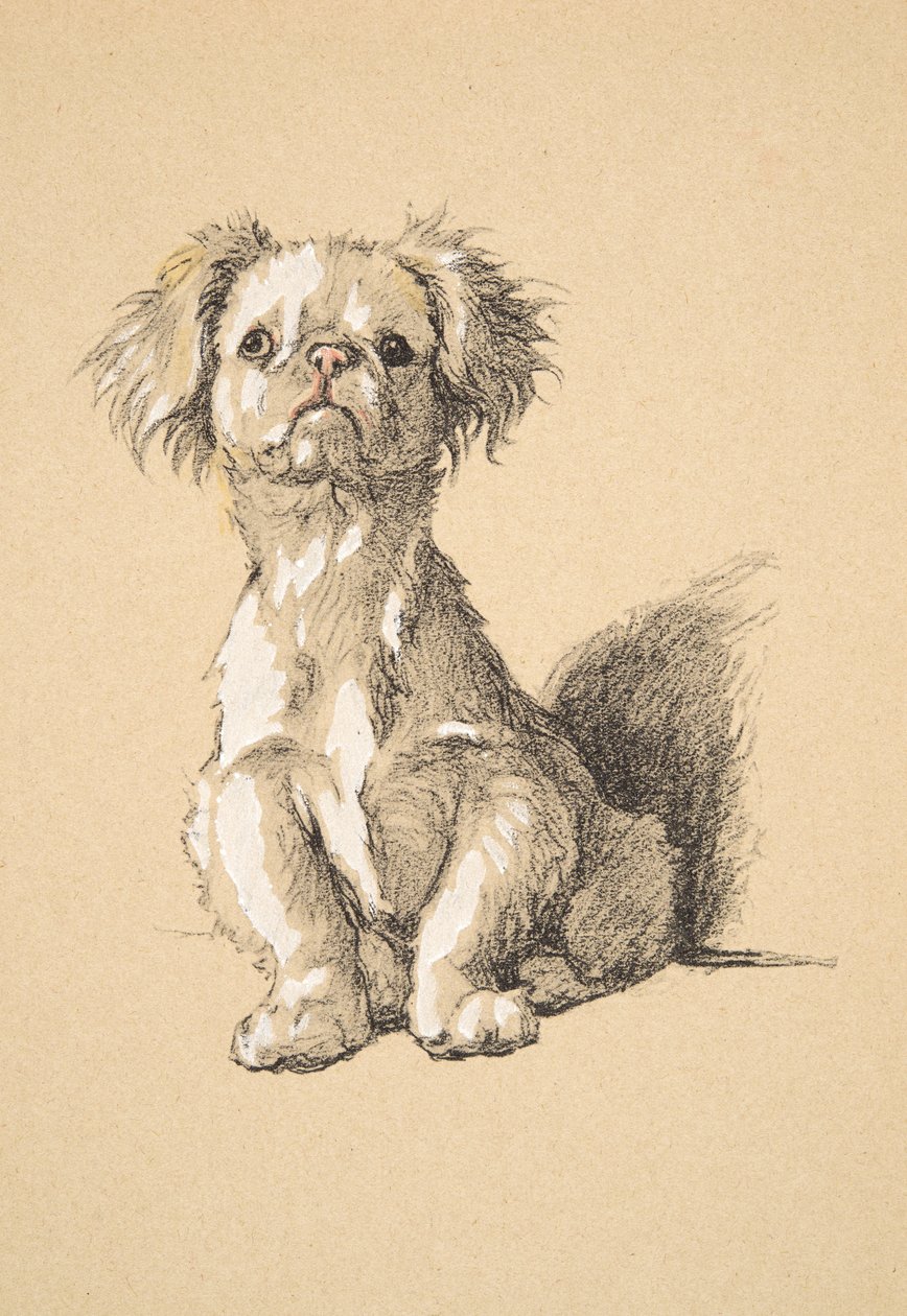 Peke, 1930, Kuvituksia hänen luonnoskirjastaan, jota käytettiin teokselle Just among Friends, Aldin, Cecil Charles Windsor (1870-1935), myöhemmin julkaissut Eyre and Spottiswoode Limited, 1934, Liitu ja puuhiili paperilla tekijältä Cecil Charles Windsor Aldin