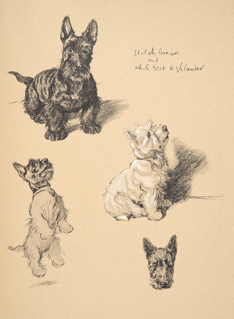 Scotch Terrier and White West Highlander, 1930, kuvituksia hänen luonnoskirjastaan, jota käytettiin Just Among Friends -teoksessa, Aldin, Cecil Charles Windsor (1870-1935), myöhemmin julkaissut Eyre and Spottiswoode Limit. tekijältä Cecil Charles Windsor Aldin