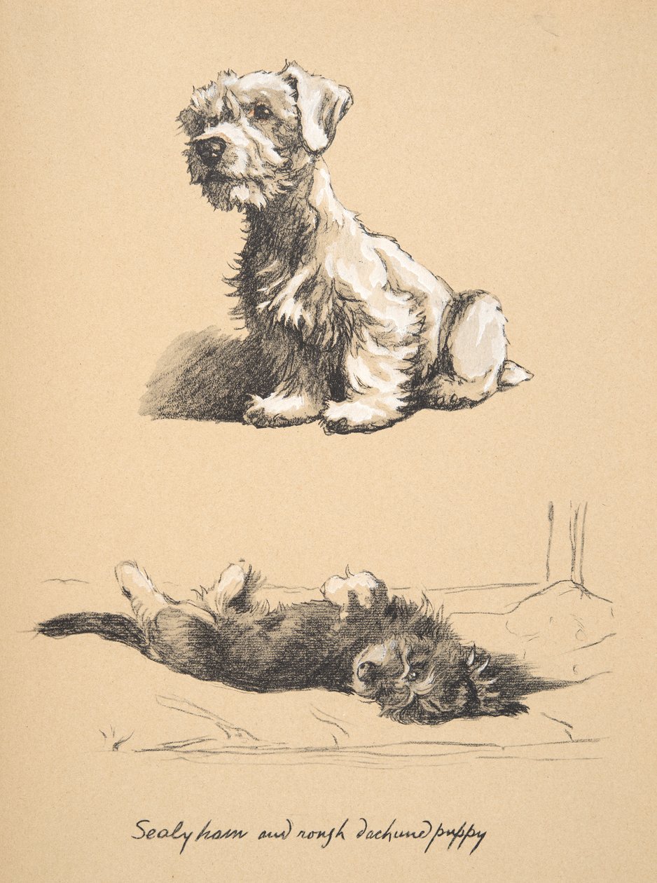 Sealyham and Rough Dachshund Puppy, 1930, Kuvituksia hänen luonnoskirjastaan, käytetty Just among Friends -julkaisussa, julkaissut myöhemmin Eyre and Spottiswoode Limited, 1934 (liitu ja puuhiili paperilla) tekijältä Cecil Charles Windsor Aldin