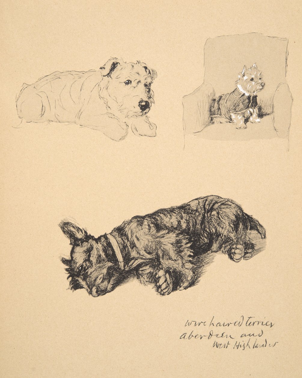 Wire-haired Terrier, Aberdeen ja West Highlander, 1930, Kuvituksia hänen luonnoskirjastaan, käytetty vain ystävien keskuudessa, Aldin, Cecil Charles Windsor (1870-1935), myöhemmin julkaisijat Eyre ja Spottiswood tekijältä Cecil Charles Windsor Aldin