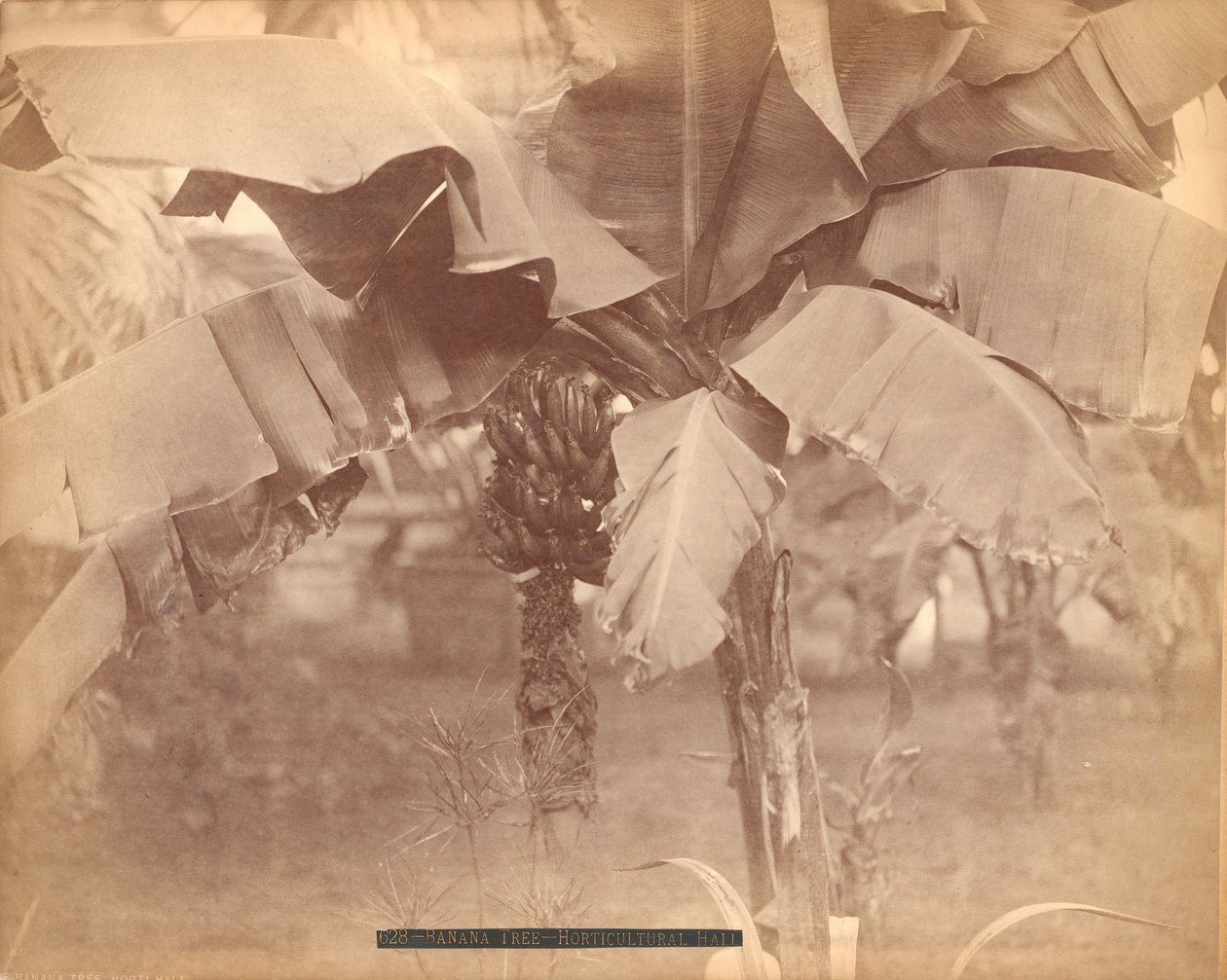 Banaanipuu, Puutarhatalo, Centennial Exhibition, Philadelphia tekijältä Centennial Photographic Co.