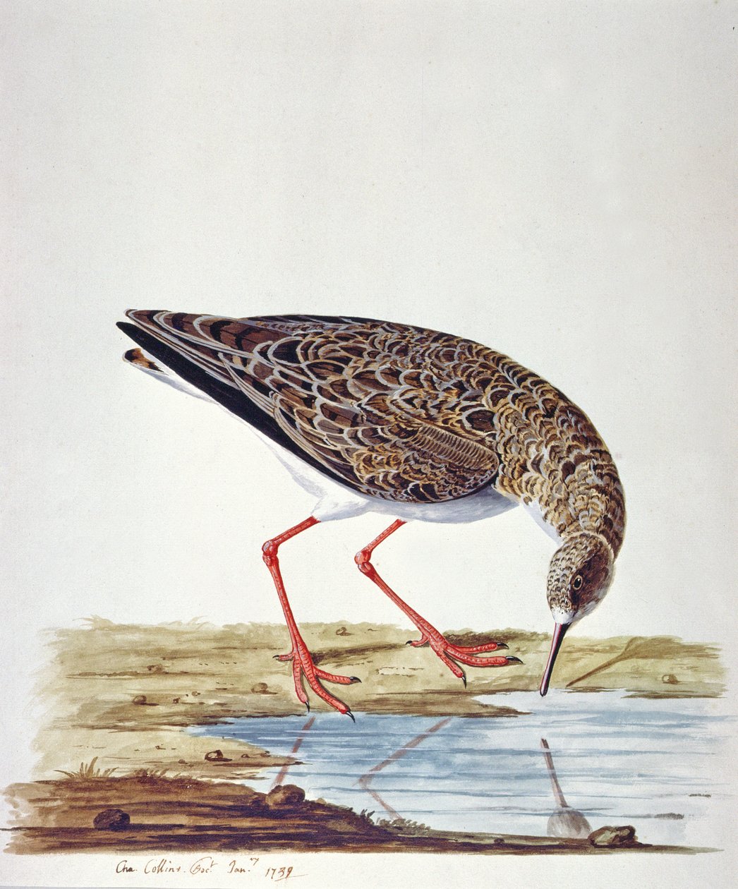 Curlew Sandpiper tekijältä Charles Collins