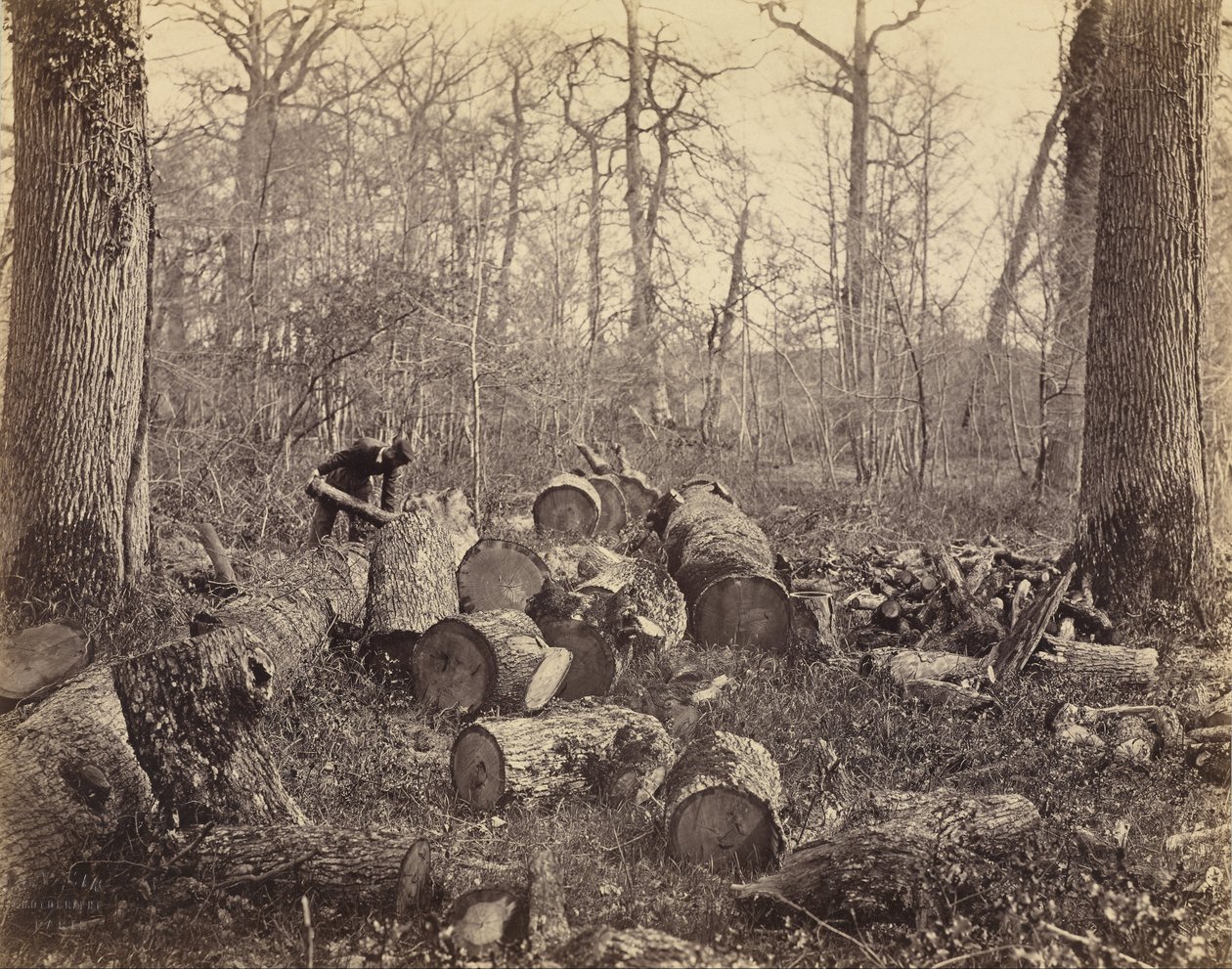 Fontainebleau Forest tekijältä Charles Famin