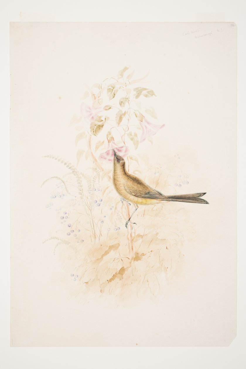 Kari Mako (Korimako) Mahurangi N.Z. kirjoittanut Charles Heaphy tekijältä Charles Heaphy