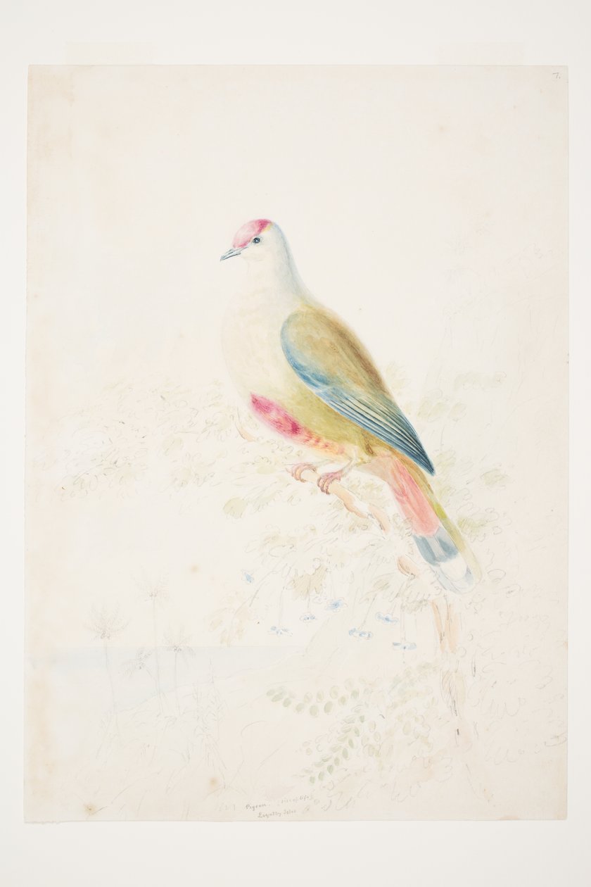 Pigeon (elämän koko) Loyalty Isles, Charles Heaphy tekijältä Charles Heaphy