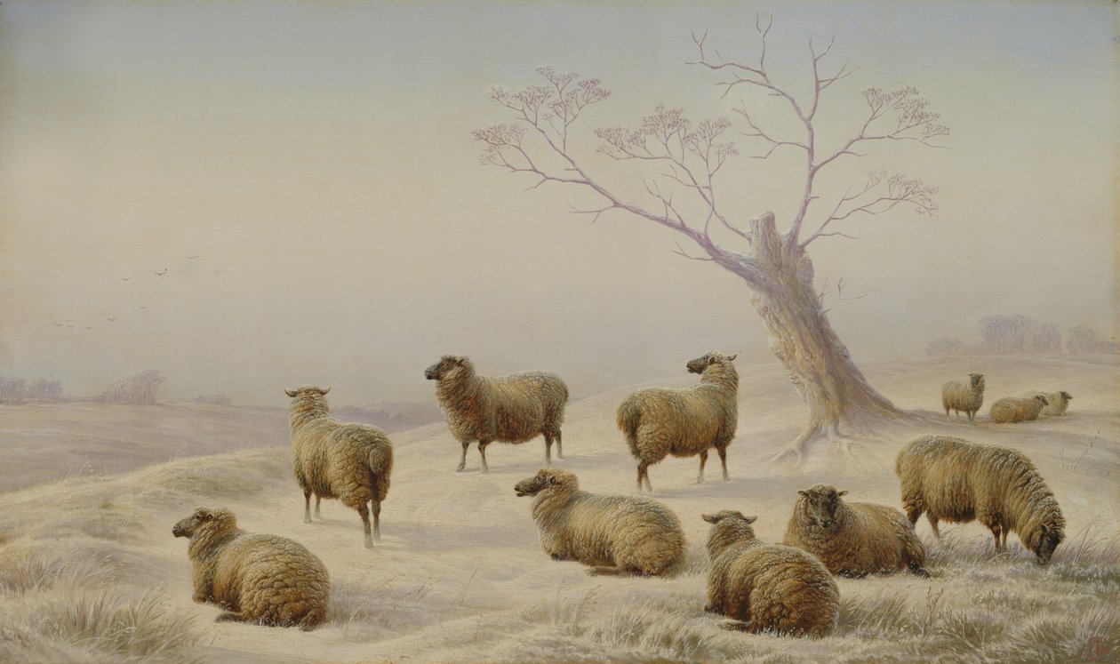 Lampaat lumessa, 1880 tekijältä Charles Jones