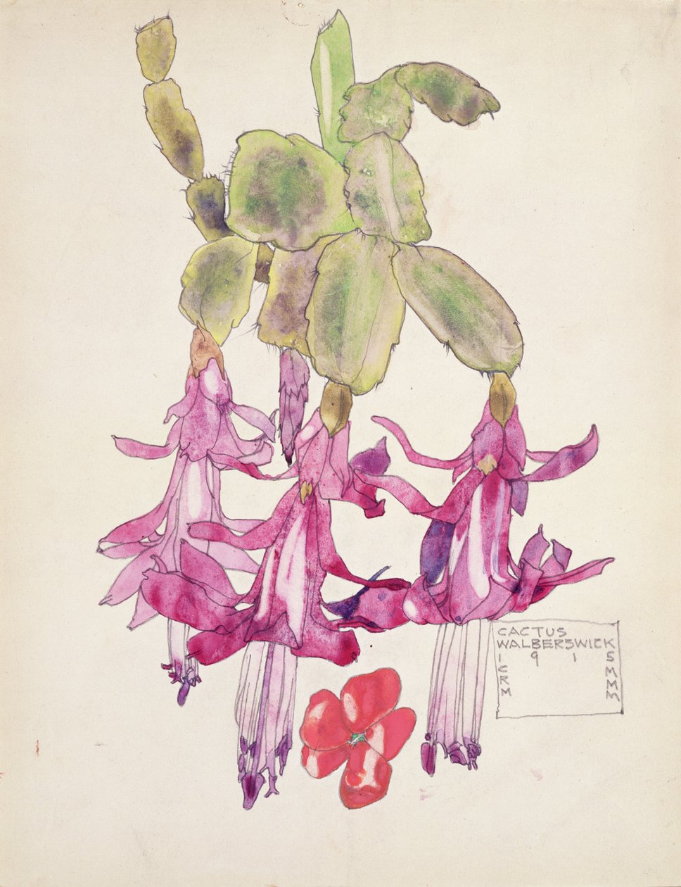 Kaktuksen kukka tekijältä Charles Rennie Mackintosh