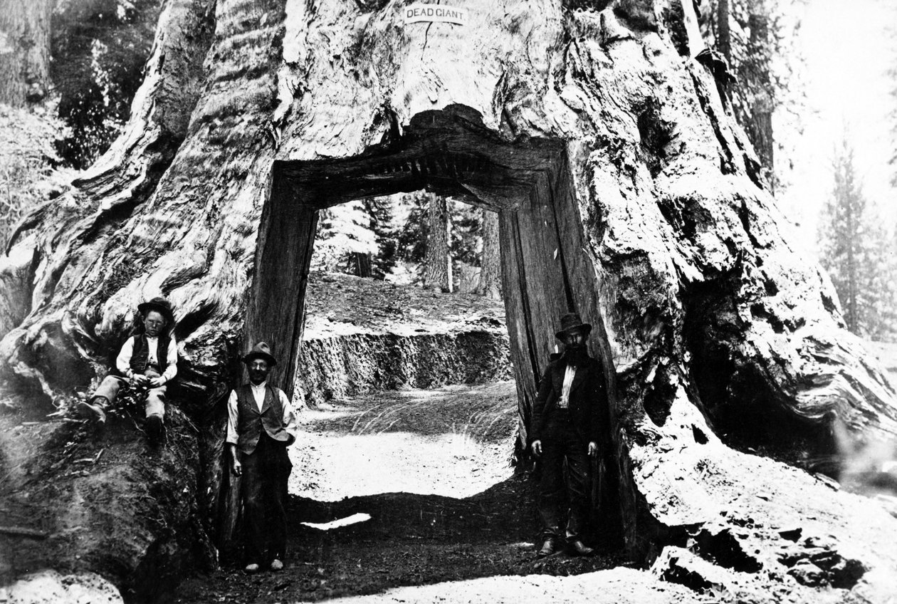 Wawona-puu, noin 1890 tekijältä Charles Roscoe Savage