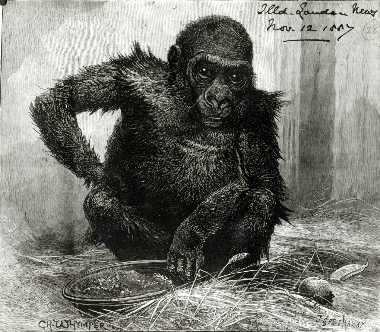 Gorilla Zoological Society