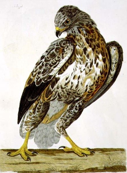 Buzzard (Buteo buteo) -levy julkaisusta "The British Zoology, Class II: Birds", kaiverrus Peter Mazell (fl.1761-97) 1766 (kaiverrus) tekijältä Charles (after) Collins