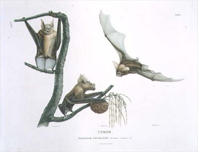 Rhinolophus Crumeniferus, hevosenkenkälepakko, Timorilta, laatta 35 teoksesta "Voyage of Discovery to Australian Lands", kaiverrettu Choubard, pub. 1800-04 (kaiverrus) tekijältä Charles Alexandre (after) Lesueur