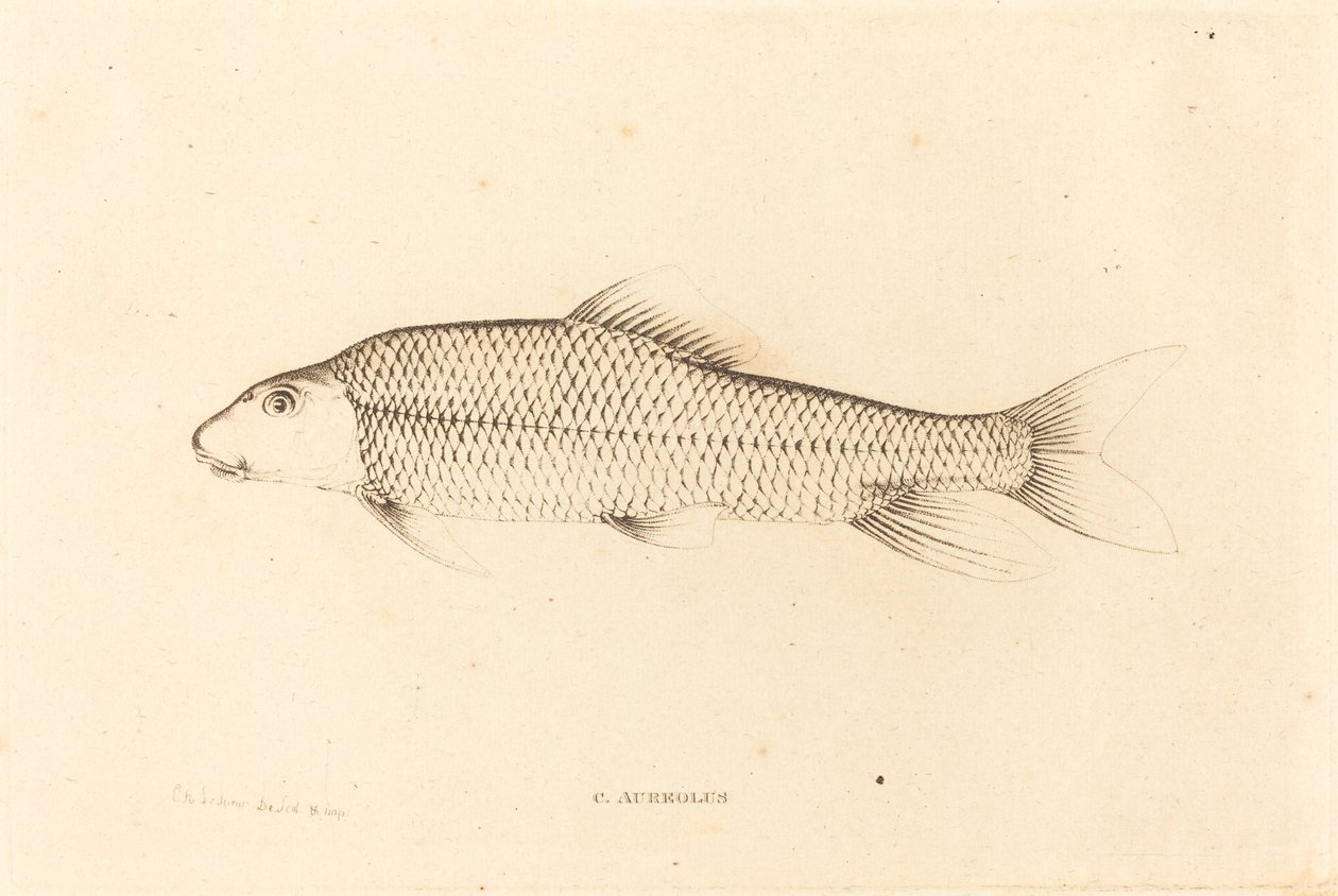 C. Aureolus tekijältä Charles Alexandre Lesueur
