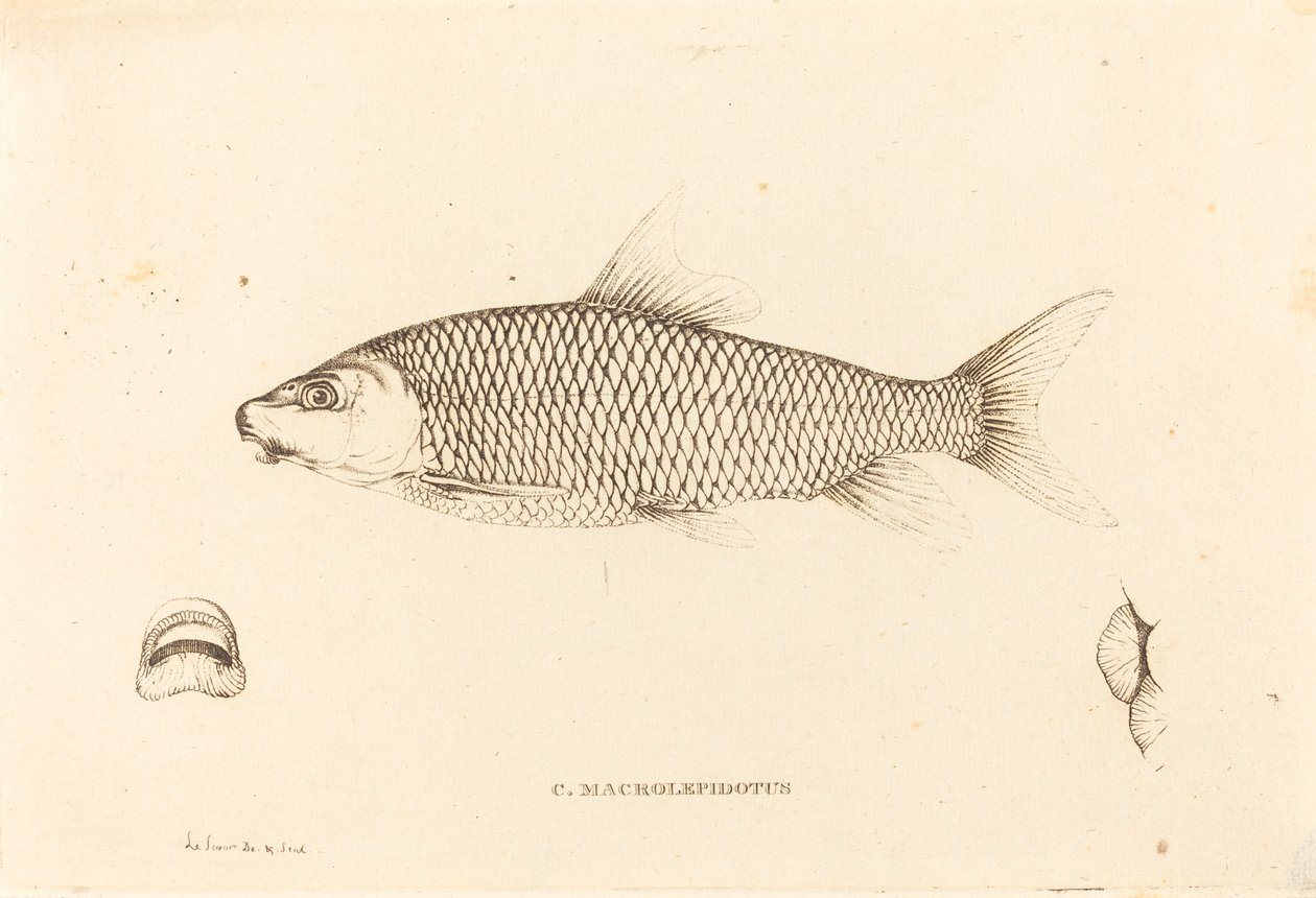 C. Macrolepidotus tekijältä Charles Alexandre Lesueur