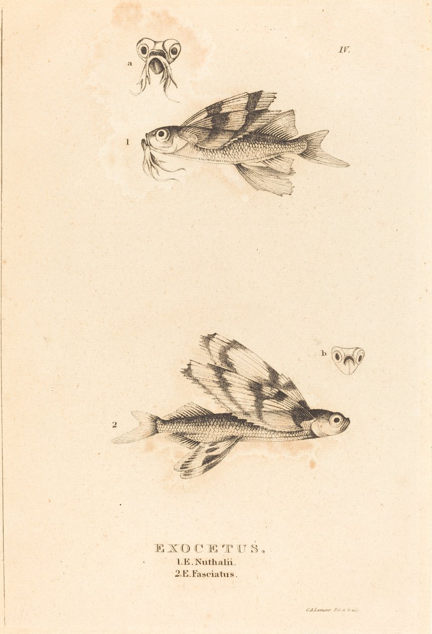 Exocetus tekijältä Charles Alexandre Lesueur
