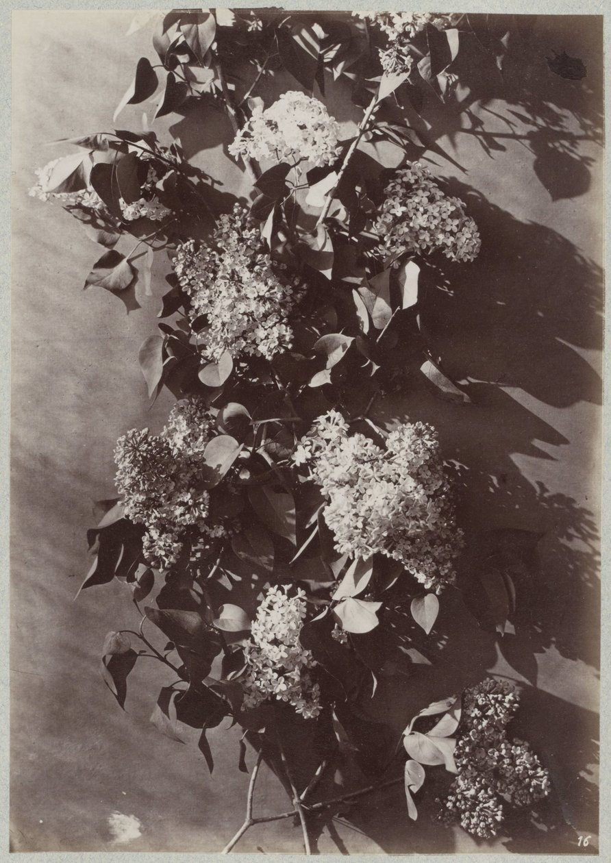 Estudi de flors amb acabat de branques tekijältä Charles Aubry (manner of)