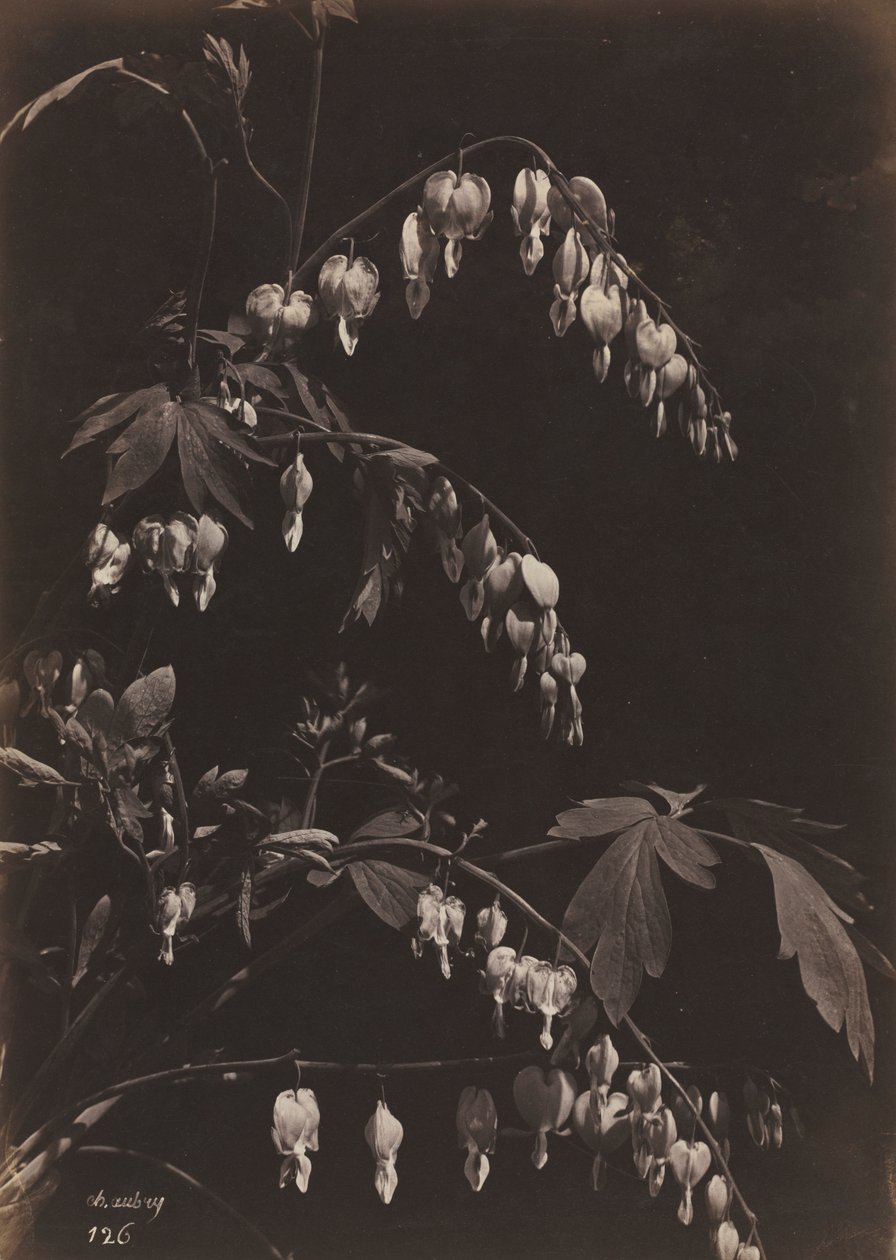 Floral Still Life Bleeding Hearts, c. 1865. tekijältä Charles Aubry