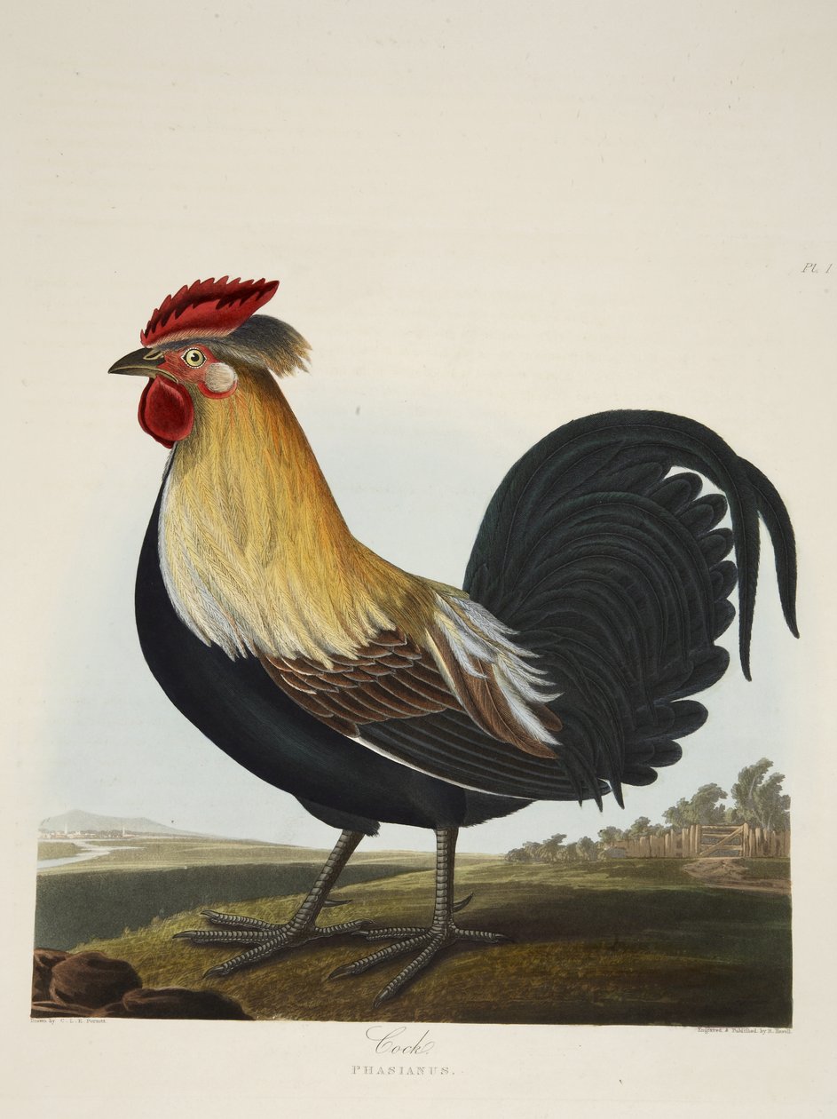 Cock, Phasianus, 