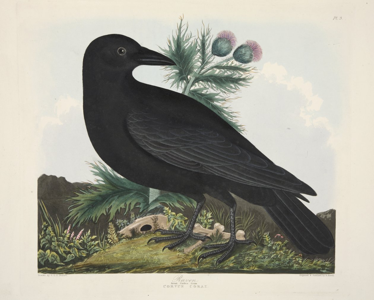 Raven, Corvus Corai, 