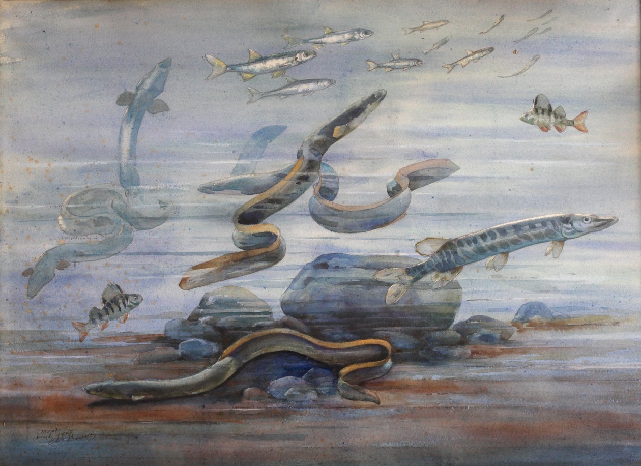 Merikalat, n. 1907 (akvarelli) tekijältä Charles Bernier