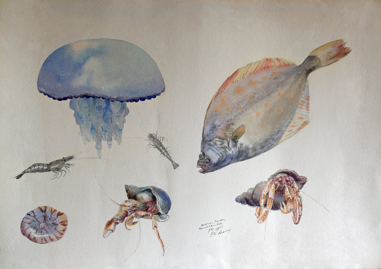 Aquarel·la amb meduses, c.1901 (aquarel·la) finlandès tekijältä Charles Bernier