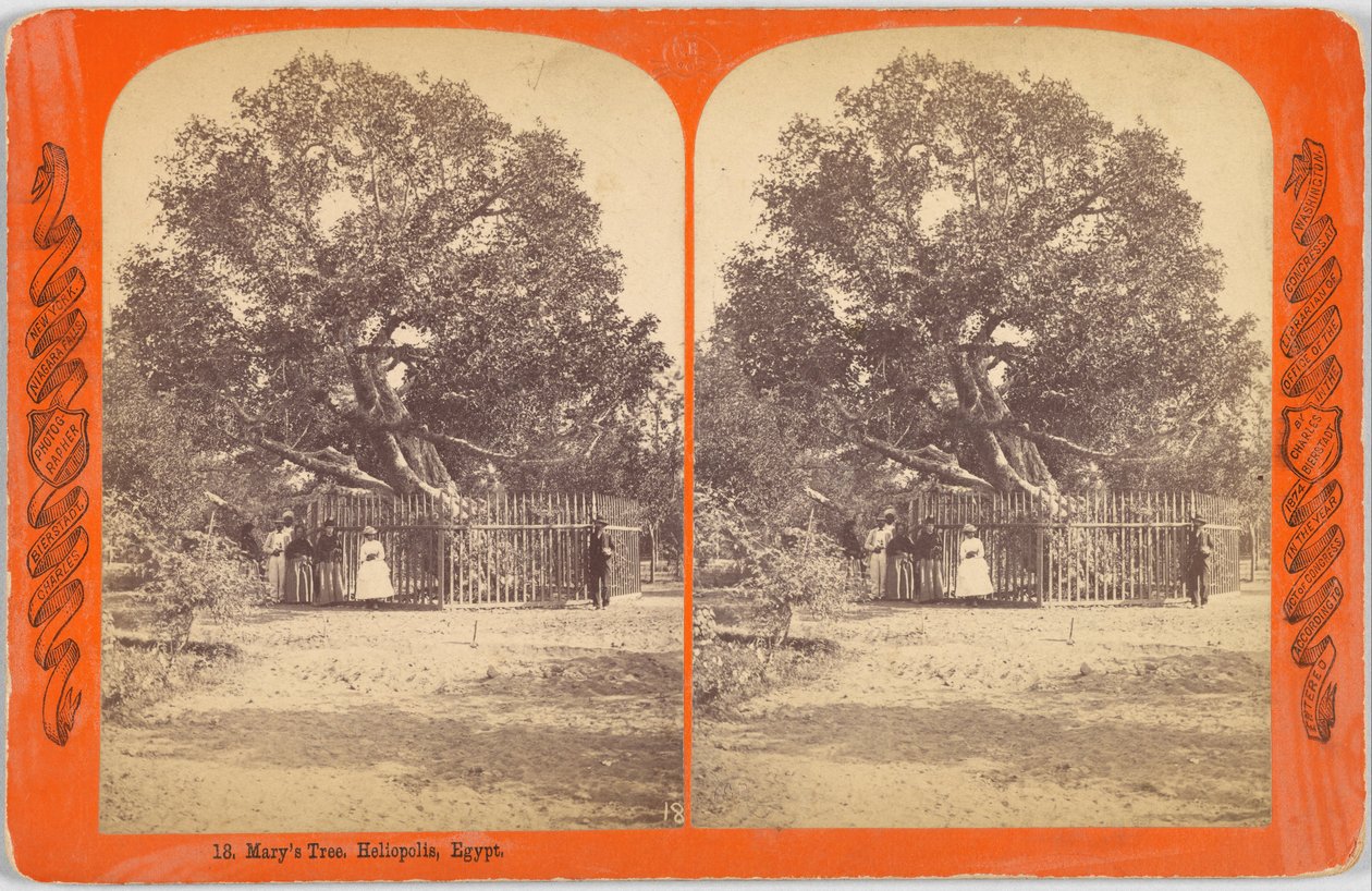 Marian puu. Heliopolis, Egypti tekijältä Charles Bierstadt