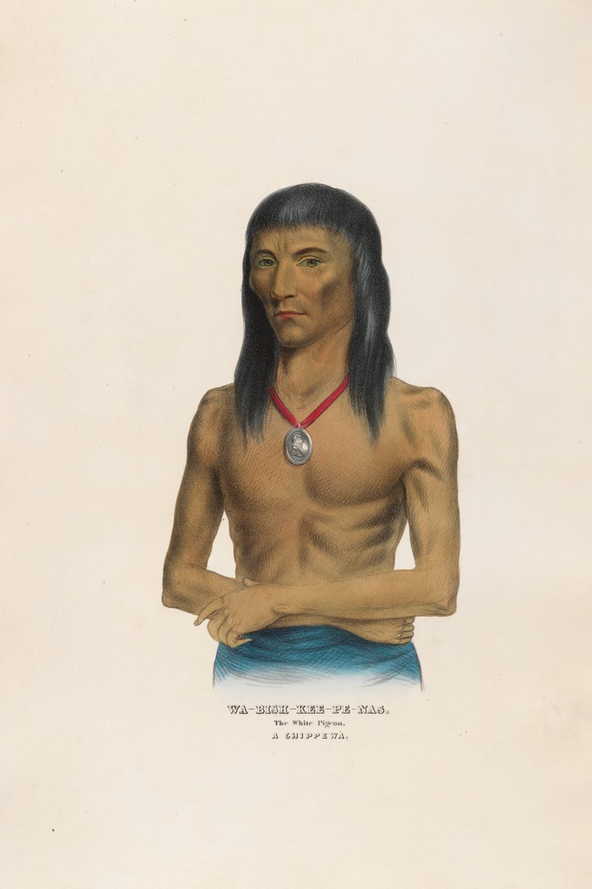 Wa-bish-kee-pe-nas - Valkoinen kyyhkynen tekijältä Charles Bird King