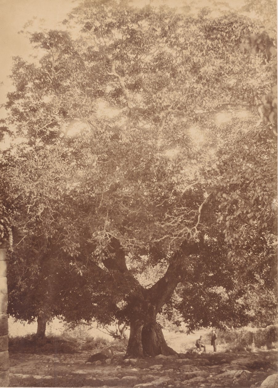 Keisari Kaarle V:n pähkinäpuu, Yuste, 1858. tekijältä Charles Clifford
