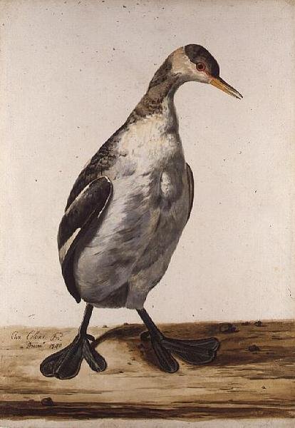 The Greater Loon (akvarelli paperille) tekijältä Charles Collins