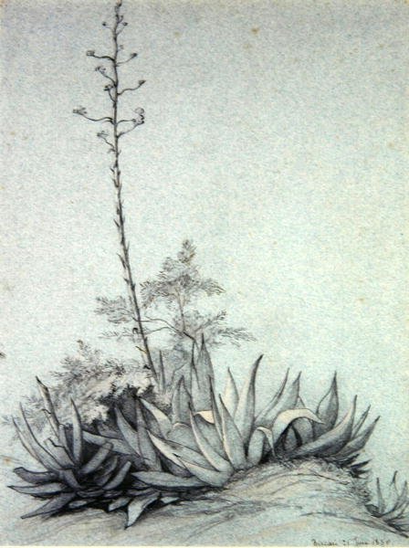 Kukkiva Yucca tekijältä Charles Damour
