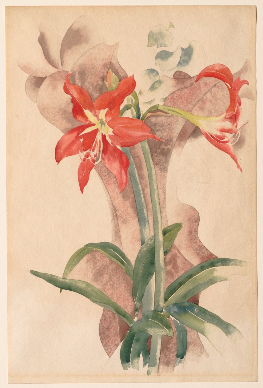 Amaryllis tekijältä Charles Demuth