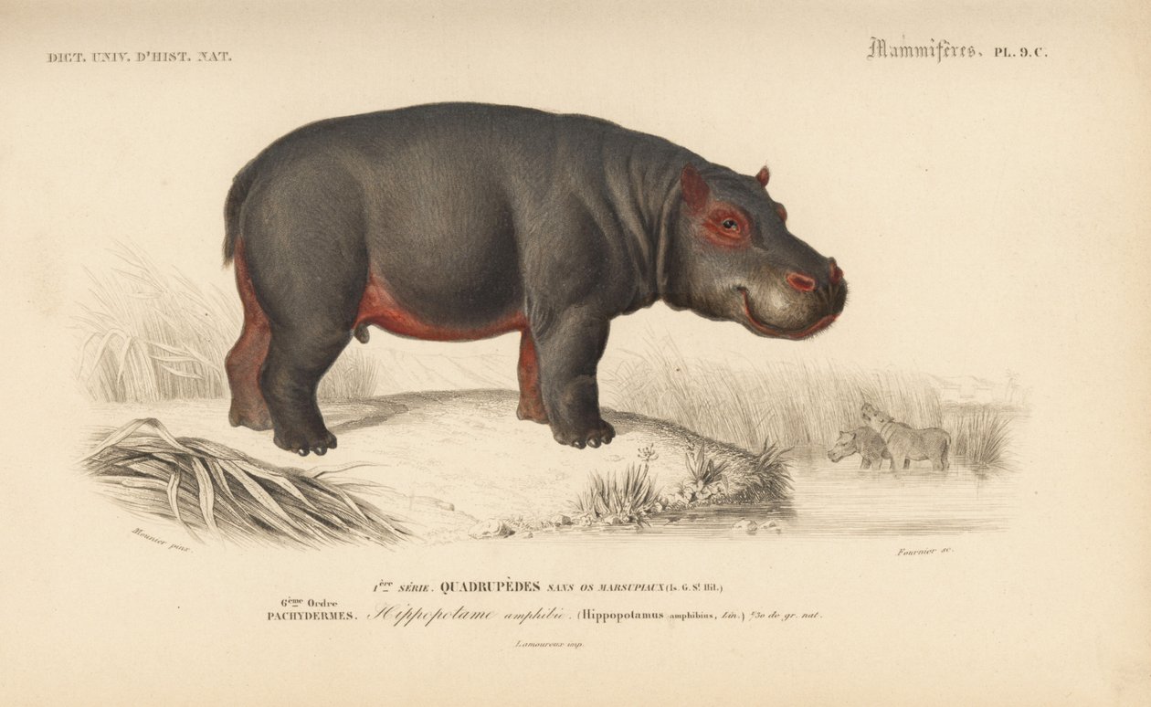Hippopotamus, lähteestä "Dictionnaire Universel d