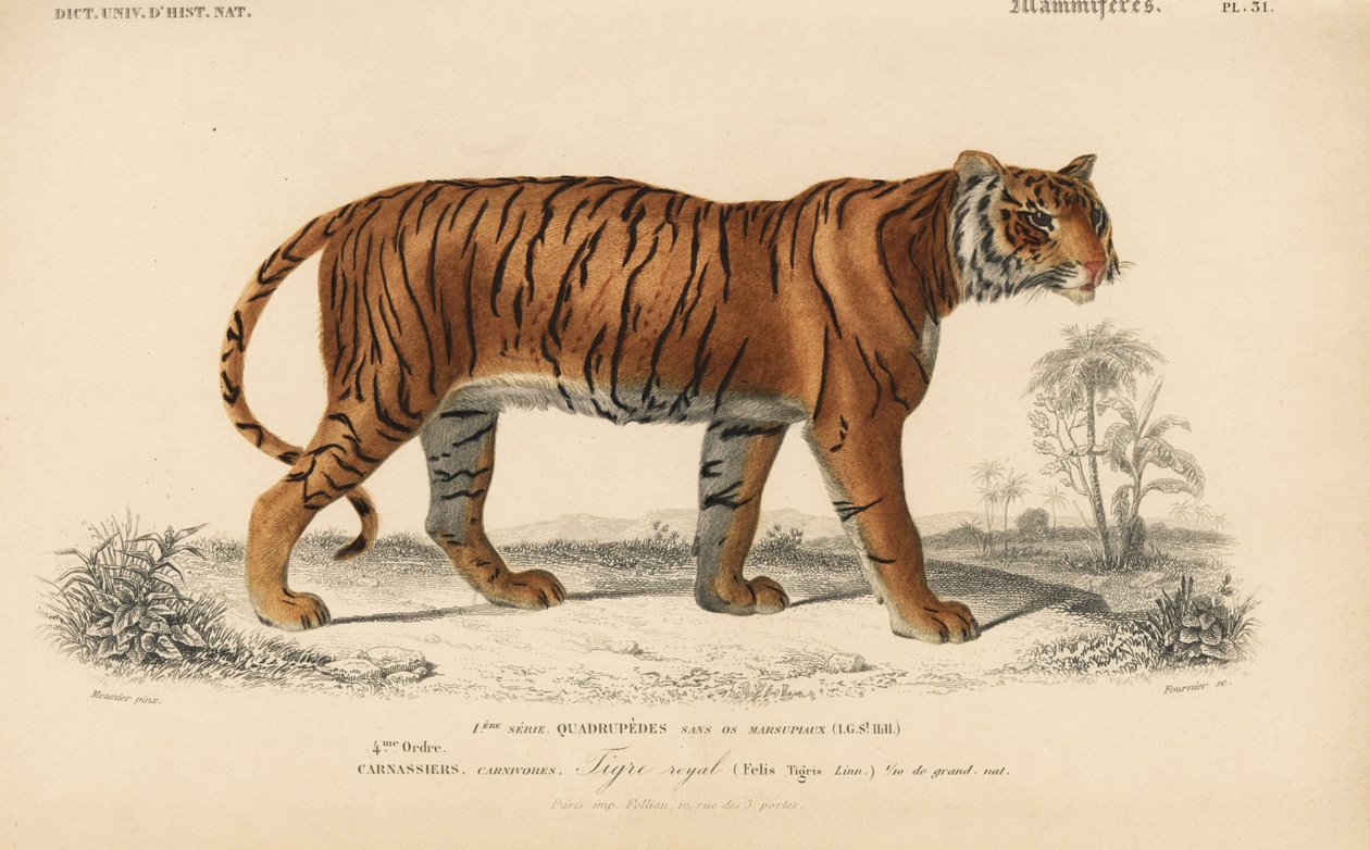 Kuninkaallinen tiikeri, Charles D