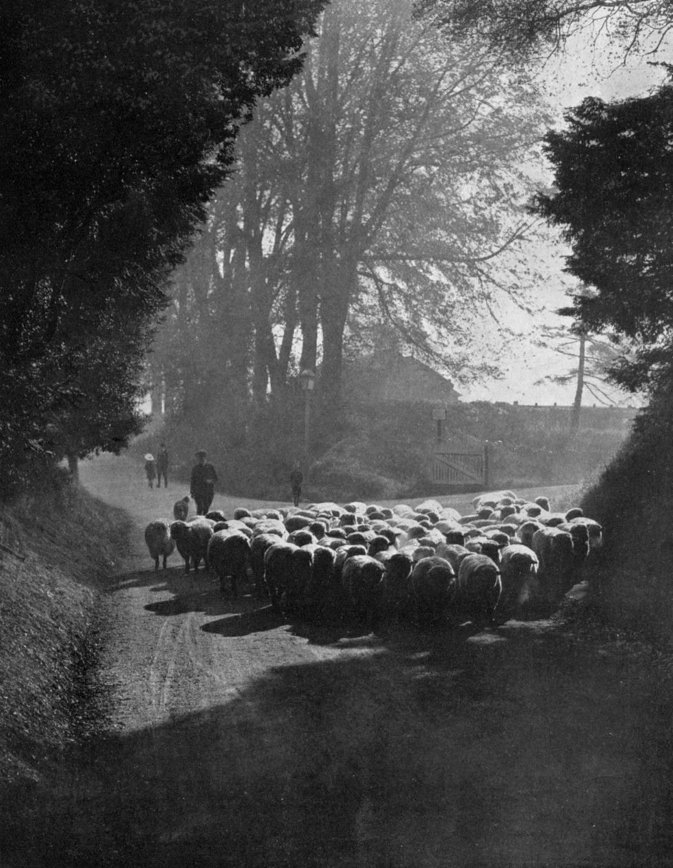 Lampaat matkalla Wiltonin lammasmessuille, Wilton, Wiltshire, 1924-1926 tekijältä Charles E. Brown