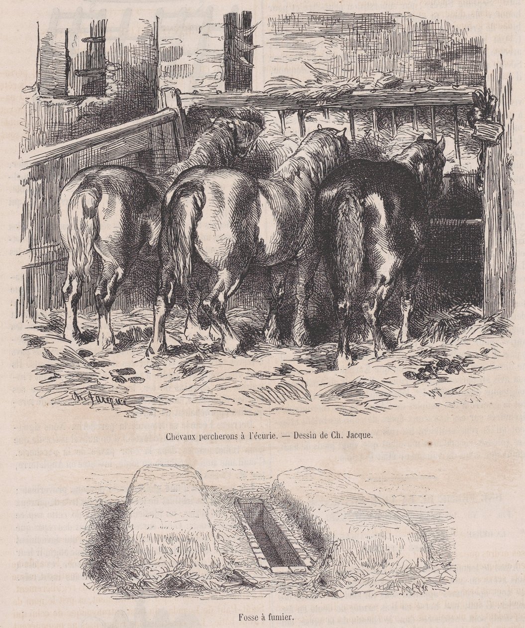 Percheron-hevoset tallissa, lantakuoppa, Magasin Pittoresquelta, n. 1852, n. 1852. tekijältä Charles Emile Jacque