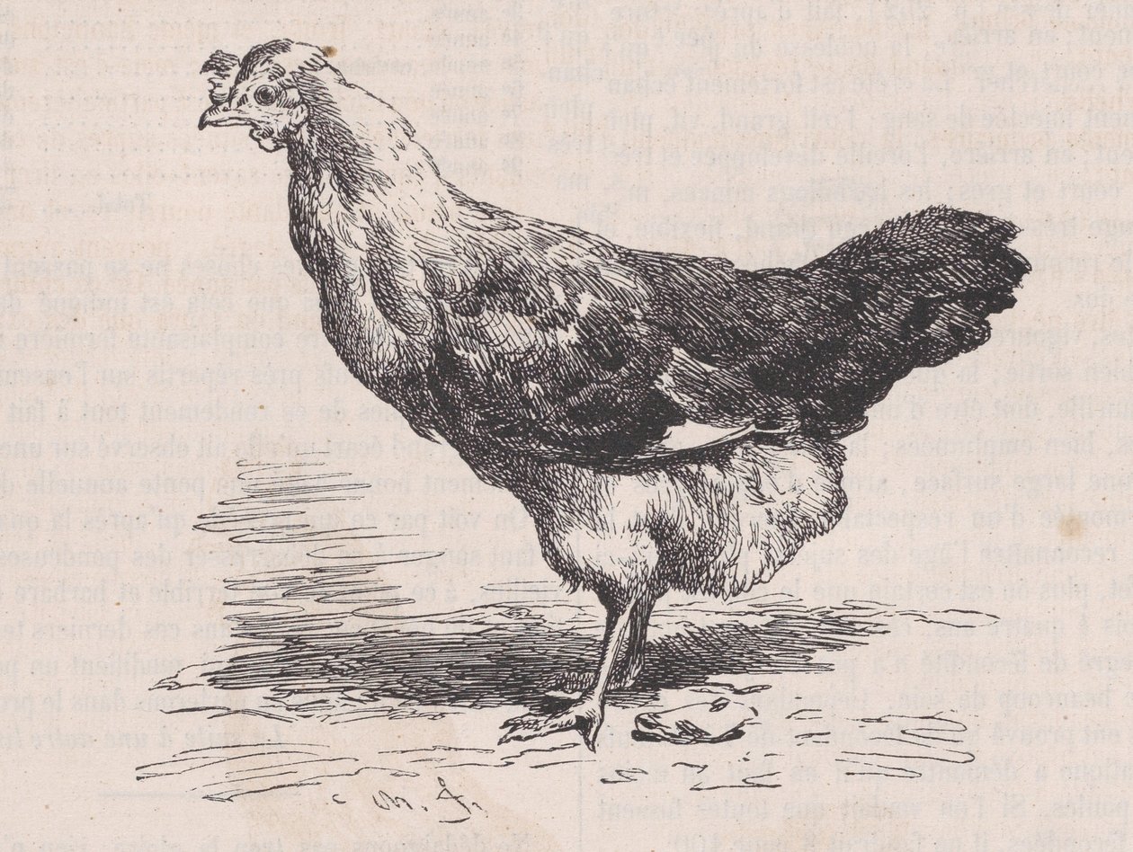 Tavallinen ranskalainen kana, huono kerros., Magasin Pittoresquelta, n. 1852. tekijältä Charles Emile Jacque