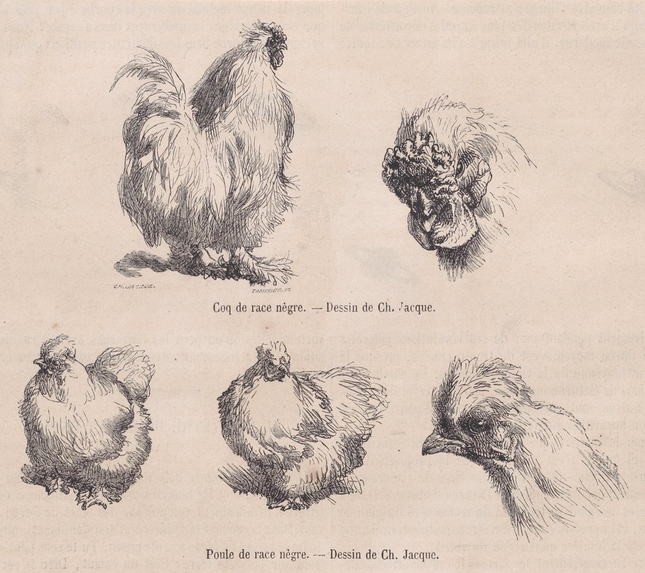 Silkie Cockerel ja Silkie Hen, Le Magasin Pittoresquesta, syyskuu 1861 tekijältä Charles Emile Jacque